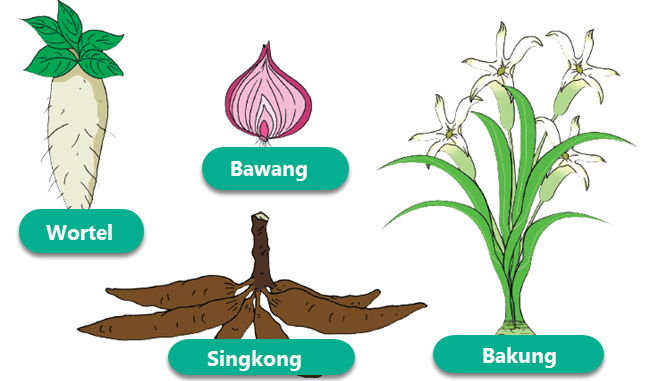 Detail Gambar Tumbuhan Yang Berkembangbiak Dengan Umbi Batang Nomer 7