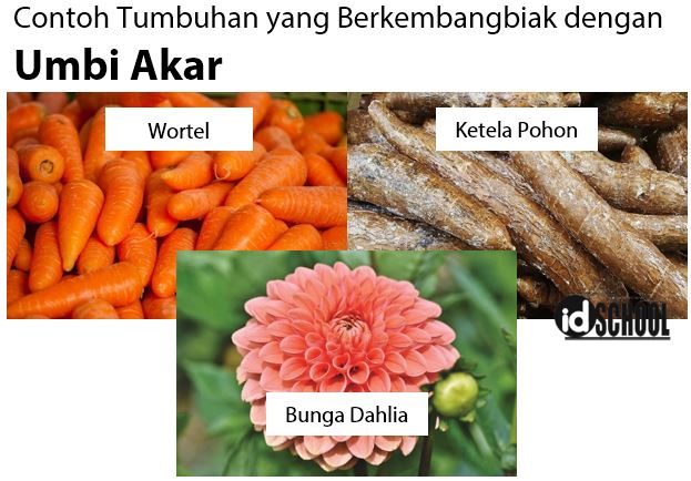 Detail Gambar Tumbuhan Yang Berkembangbiak Dengan Umbilapis Nomer 19