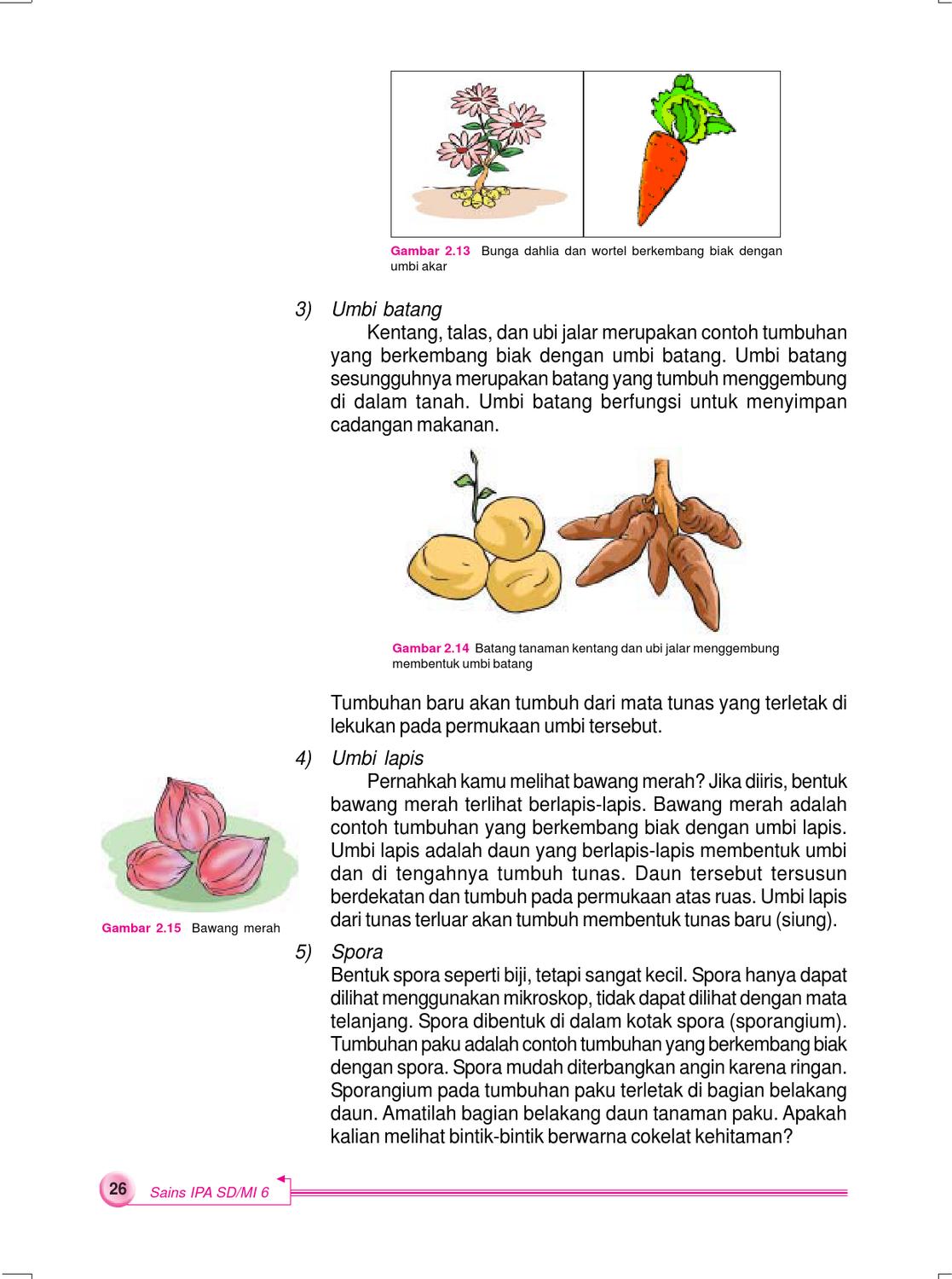 Detail Gambar Tumbuhan Yang Berkembangbiak Dengan Umbilapis Nomer 43