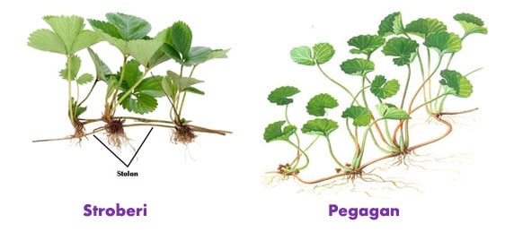 Detail Gambar Tumbuhan Yang Berkembangbiak Dengan Umbilapis Nomer 50