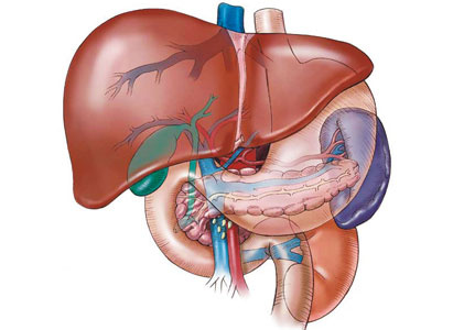 Detail Gambar Tumor Hati Nomer 38