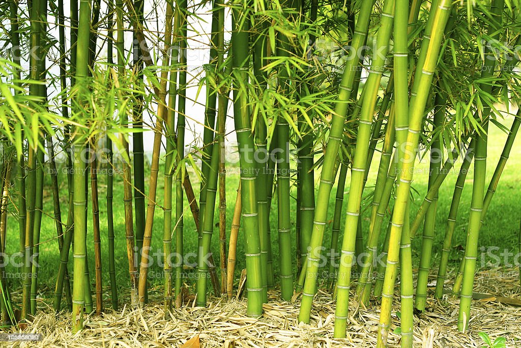 Detail Gambar Tunas Bambu Nomer 15