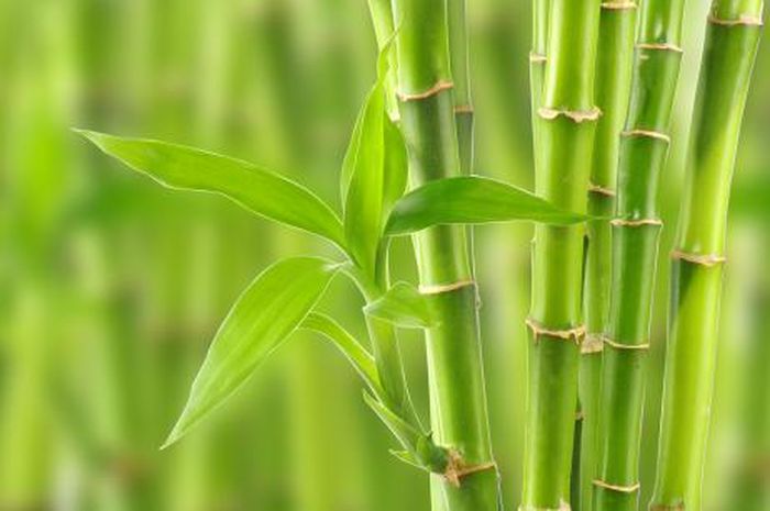 Detail Gambar Tunas Bambu Nomer 32