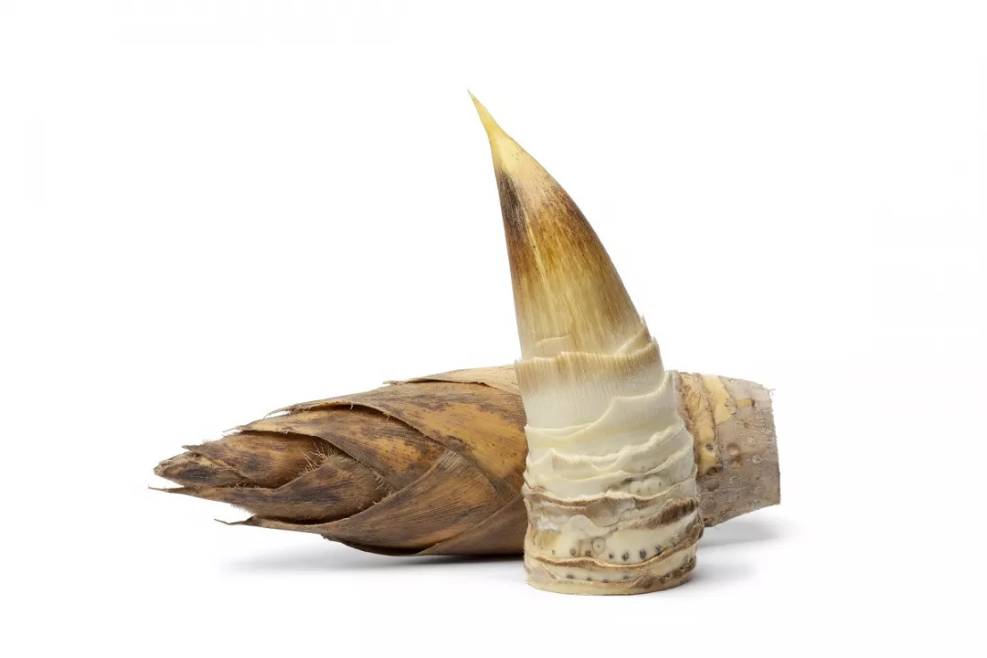 Detail Gambar Tunas Bambu Nomer 46