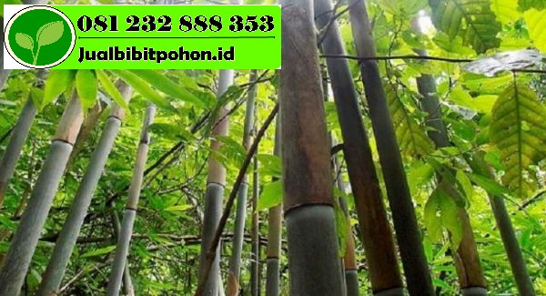 Detail Gambar Tunas Bambu Nomer 52