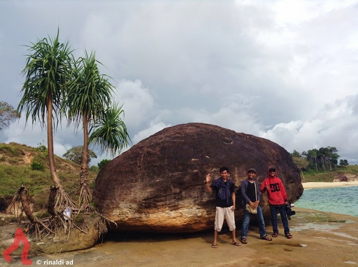 Detail Gambar Tunas Kelapa Asli Nomer 19