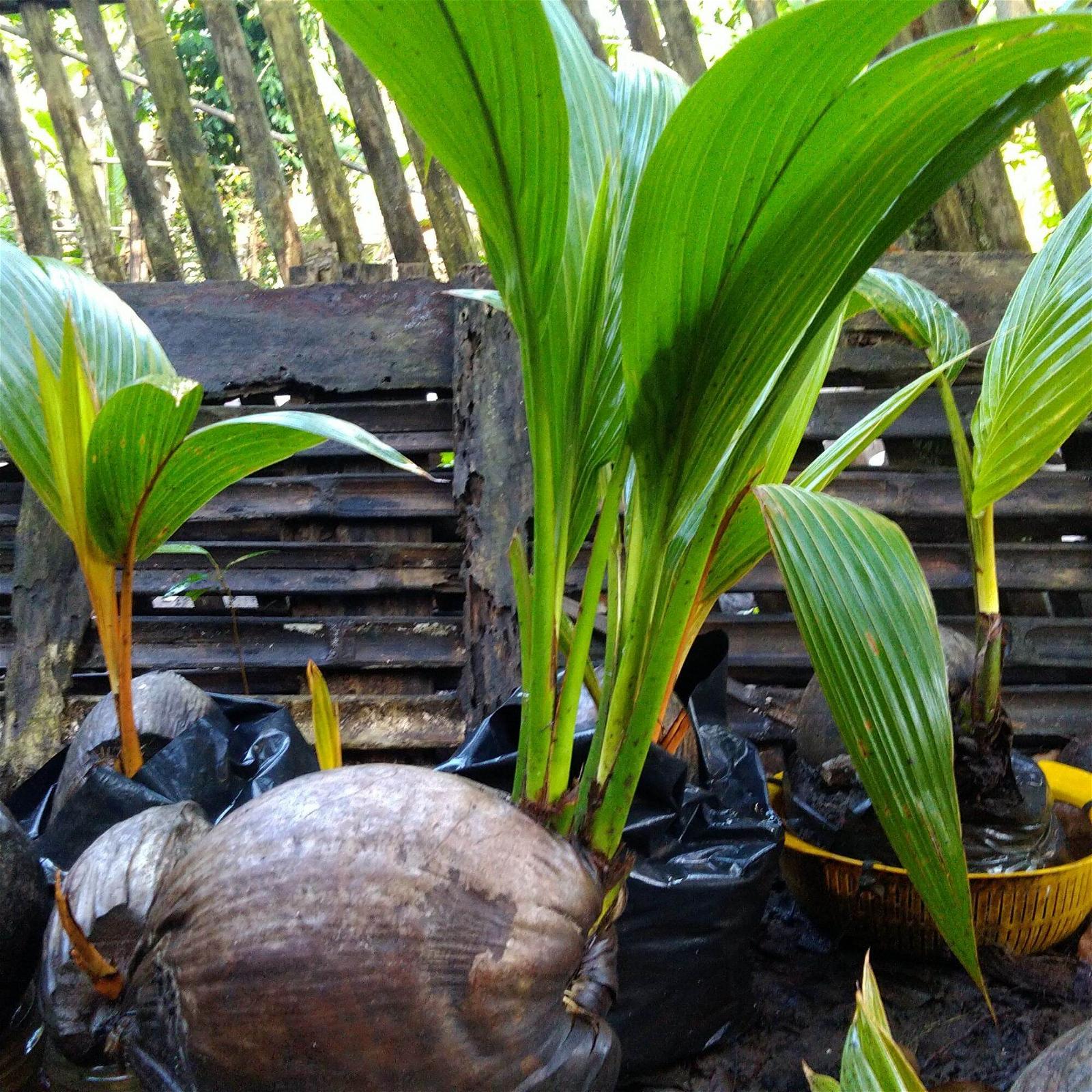 Detail Gambar Tunas Kelapa Asli Nomer 4