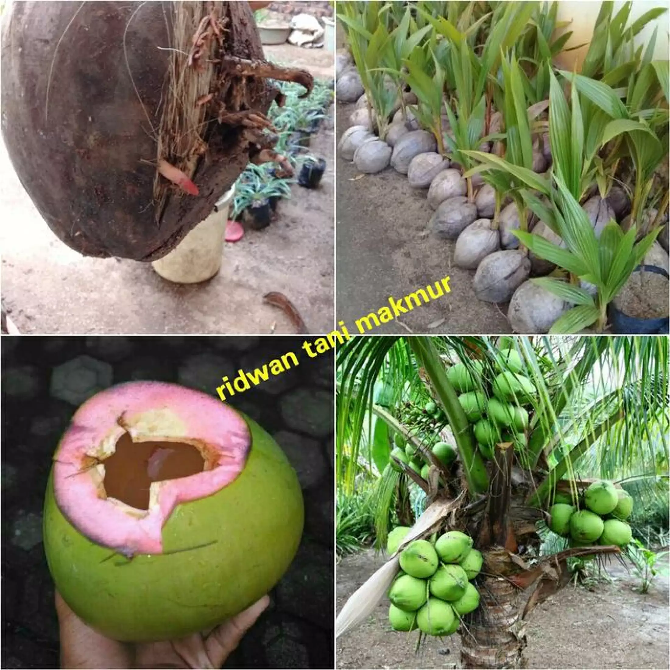 Detail Gambar Tunas Kelapa Asli Nomer 51