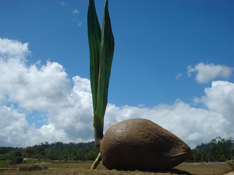 Detail Gambar Tunas Kelapa Berwarna Nomer 13