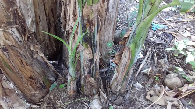 Detail Gambar Tunas Pohon Pisang Nomer 20