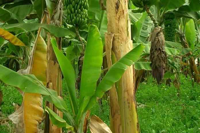 Detail Gambar Tunas Pohon Pisang Nomer 49