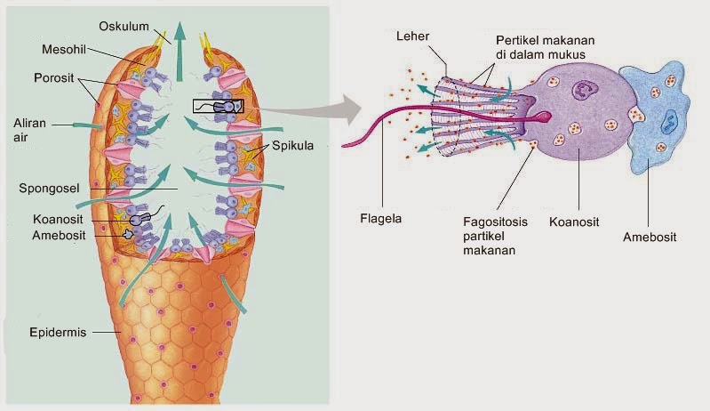 Gambar Turmbuhan Porifera - KibrisPDR