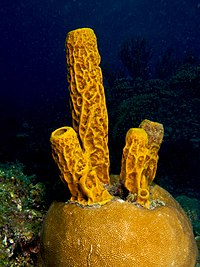 Detail Gambar Turmbuhan Porifera Nomer 12