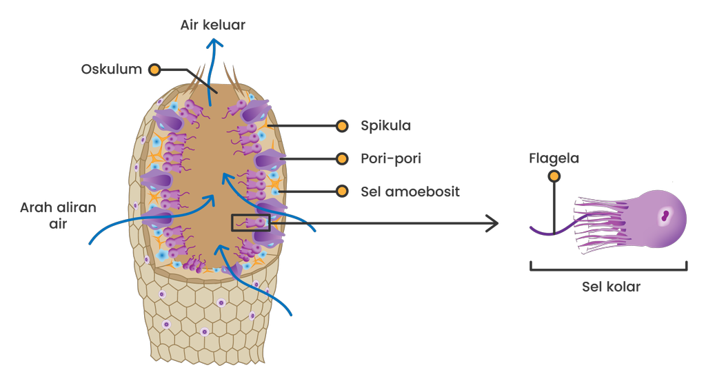 Detail Gambar Turmbuhan Porifera Nomer 14