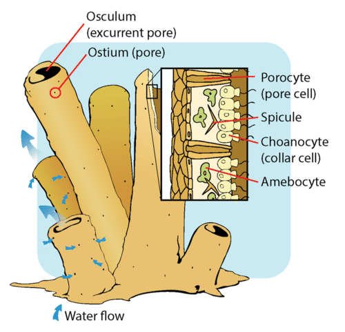 Detail Gambar Turmbuhan Porifera Nomer 18