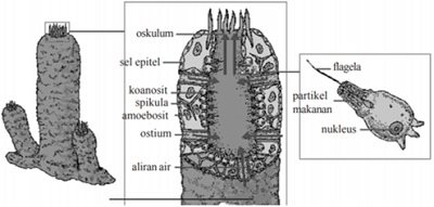 Detail Gambar Turmbuhan Porifera Nomer 23