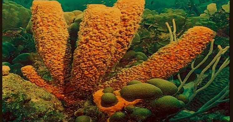 Detail Gambar Turmbuhan Porifera Nomer 26