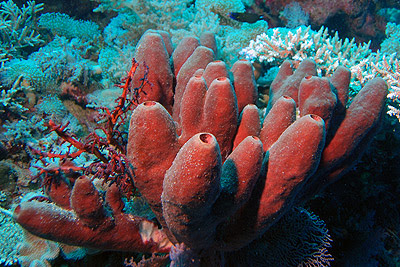 Detail Gambar Turmbuhan Porifera Nomer 30