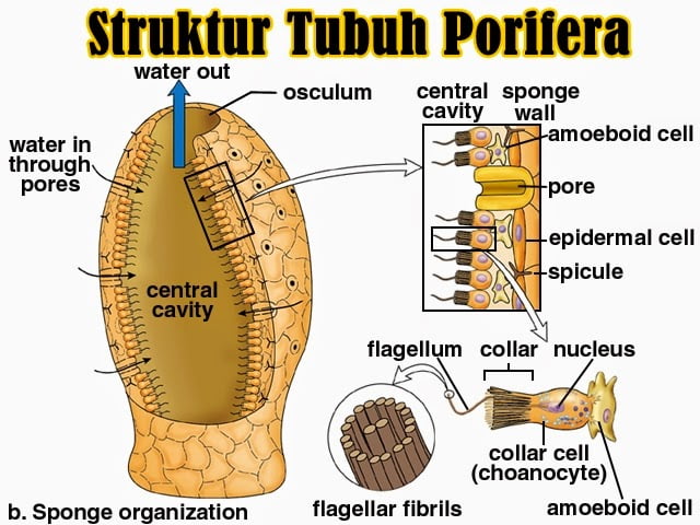 Detail Gambar Turmbuhan Porifera Nomer 6