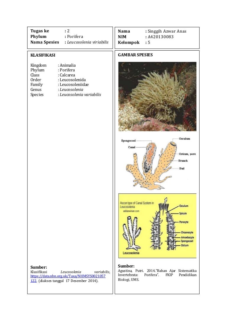 Detail Gambar Turmbuhan Porifera Nomer 48