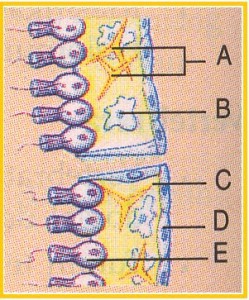 Detail Gambar Turmbuhan Porifera Nomer 49