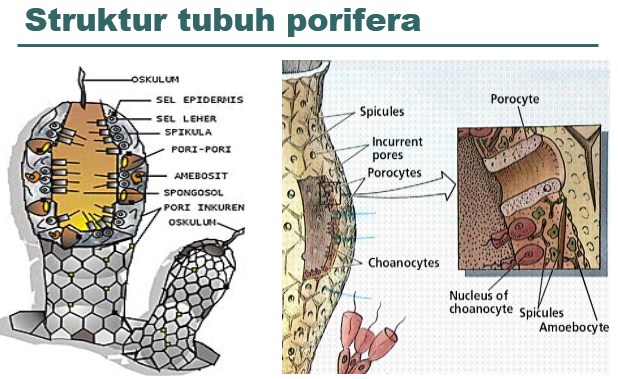 Detail Gambar Turmbuhan Porifera Nomer 9