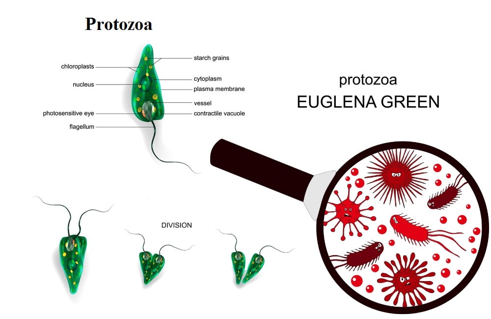 Detail Gambar Turmbuhan Protozoa Nomer 29