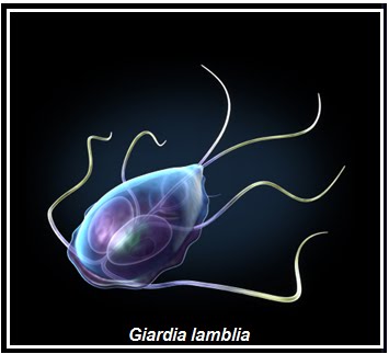 Detail Gambar Turmbuhan Protozoa Nomer 31