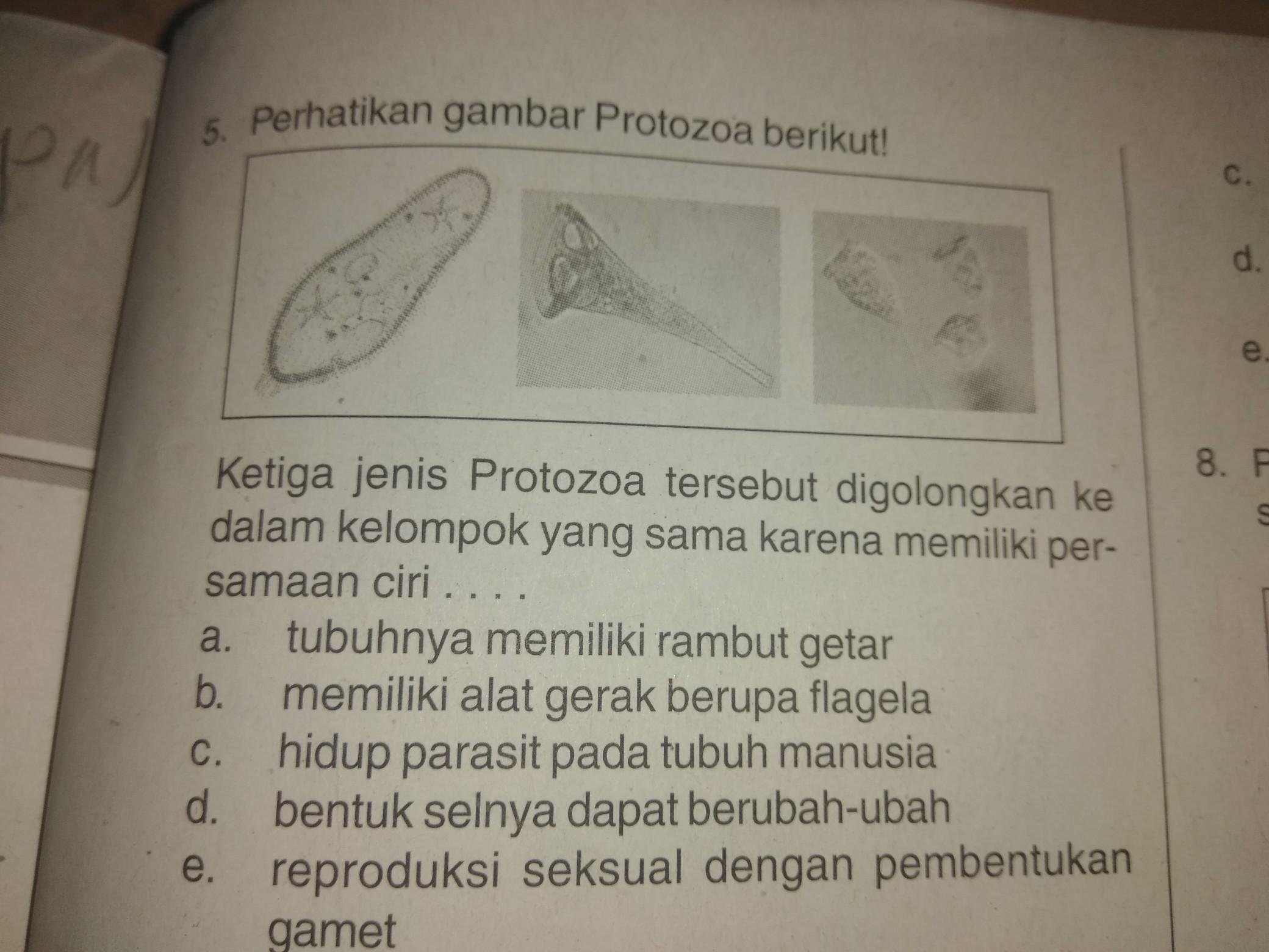 Detail Gambar Turmbuhan Protozoa Nomer 41