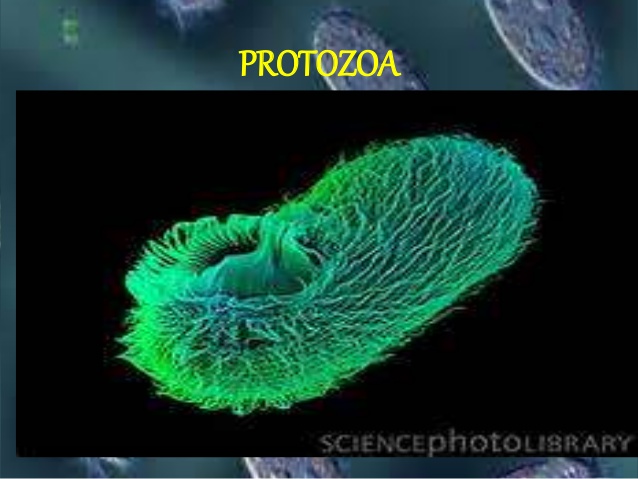 Detail Gambar Turmbuhan Protozoa Nomer 6