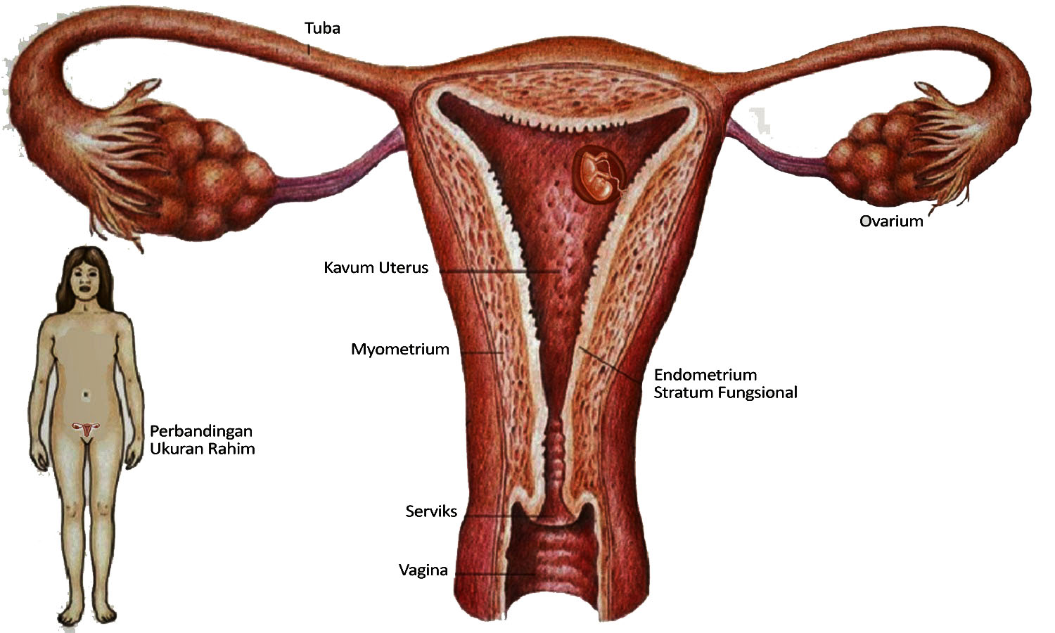 Detail Gambar Turun Berok Pada Wanita Nomer 44