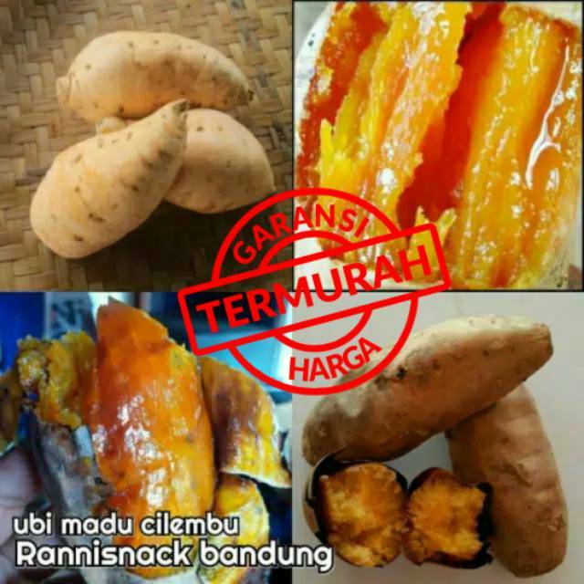 Detail Gambar Ubi Cilembu Nomer 39