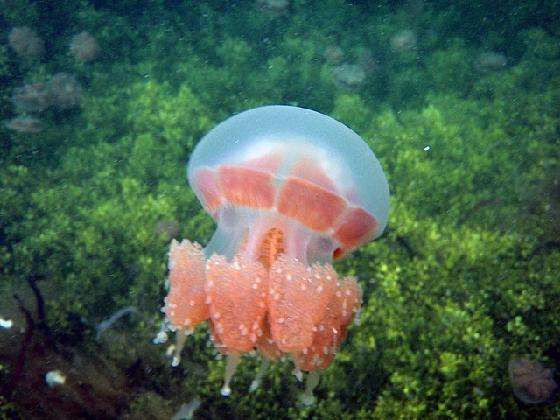 Detail Gambar Ubur Ubur Laut Nomer 37