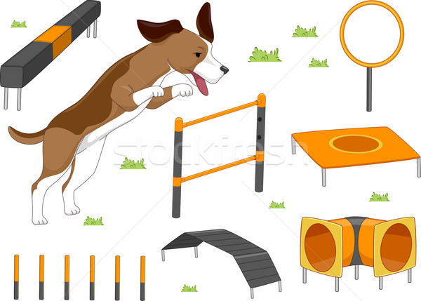 Detail Agility Parson Russell Terrier Nomer 12