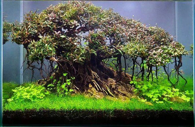 Detail Desain Bonsai Aquascape Nomer 20