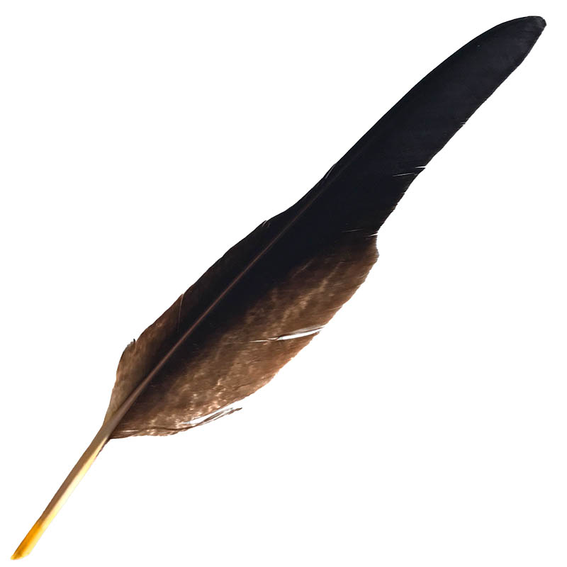 Detail Eagle Flight Feathers Nomer 22