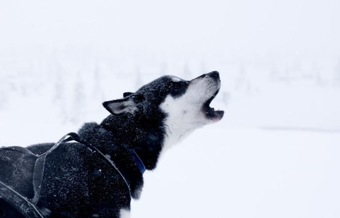 Detail Husky Welpen Blaue Augen Kaufen Nomer 8