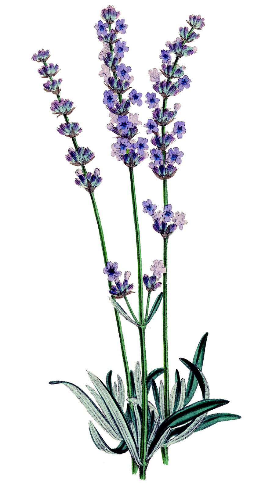 Lavendel Clipart - KibrisPDR