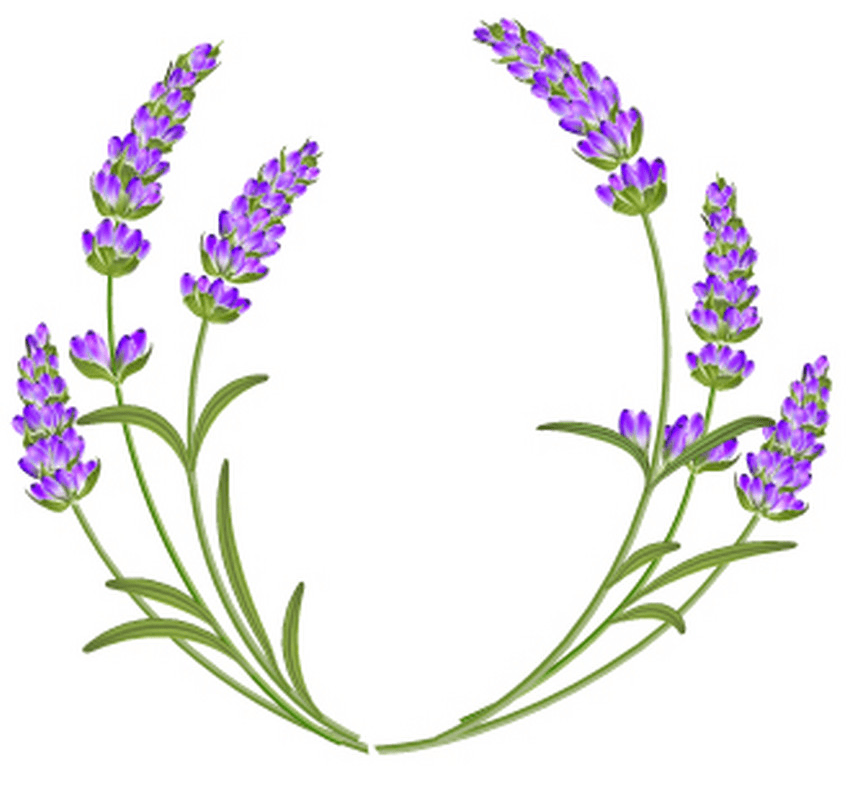 Detail Lavendel Clipart Nomer 10