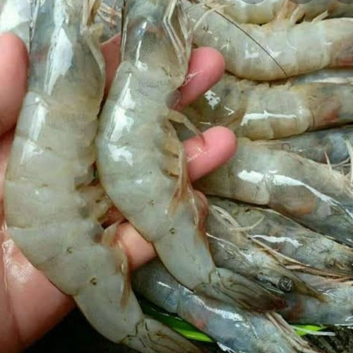 Detail Gambar Udang Besar Nomer 2