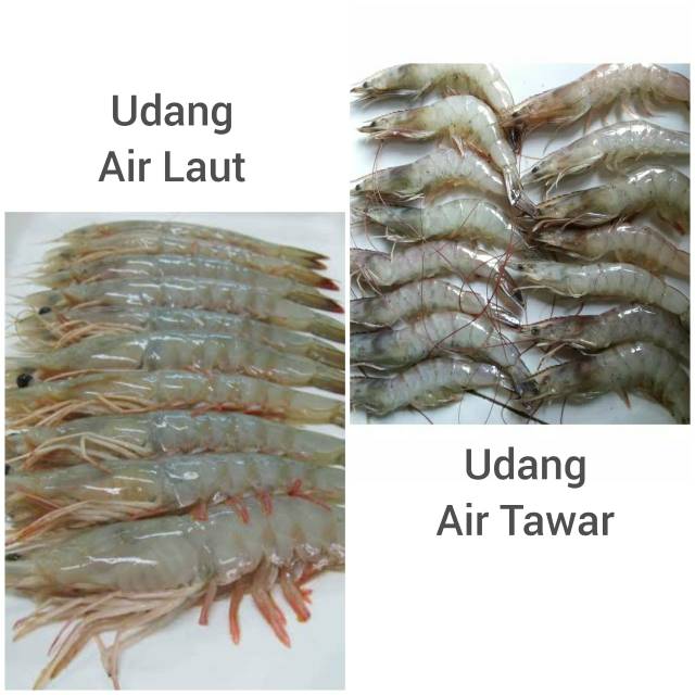 Detail Gambar Udang Di Laut Nomer 49