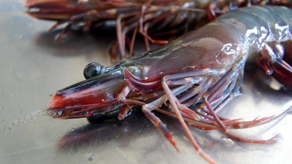 Detail Gambar Udang Gambar Binatang Nomer 26