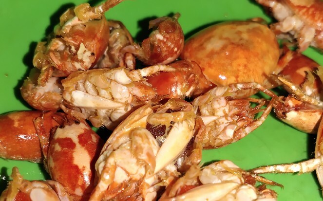 Detail Gambar Udang Gambar Binatang Nomer 38