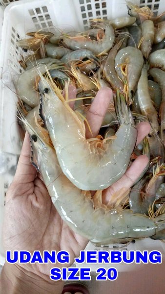 Detail Gambar Udang Jerbung Nomer 22