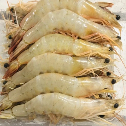 Detail Gambar Udang Jerbung Nomer 23