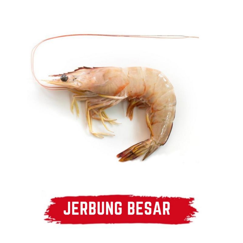 Detail Gambar Udang Jerbung Nomer 24