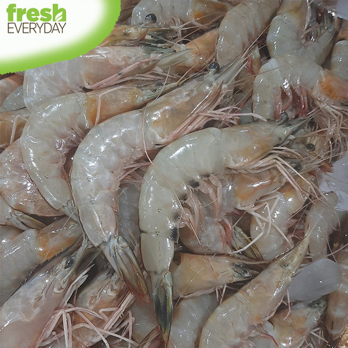 Detail Gambar Udang Jerbung Nomer 27