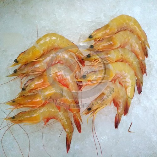 Detail Gambar Udang Jerbung Nomer 28