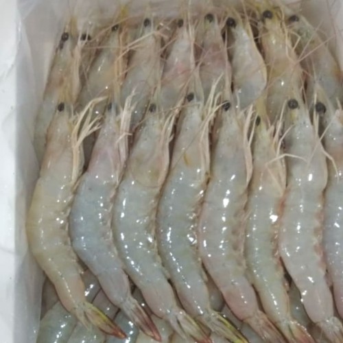 Detail Gambar Udang Jerbung Nomer 29