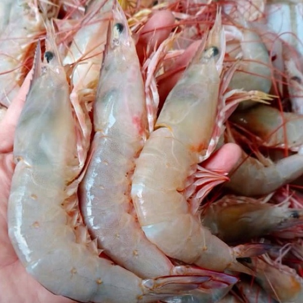 Detail Gambar Udang Jerbung Nomer 31